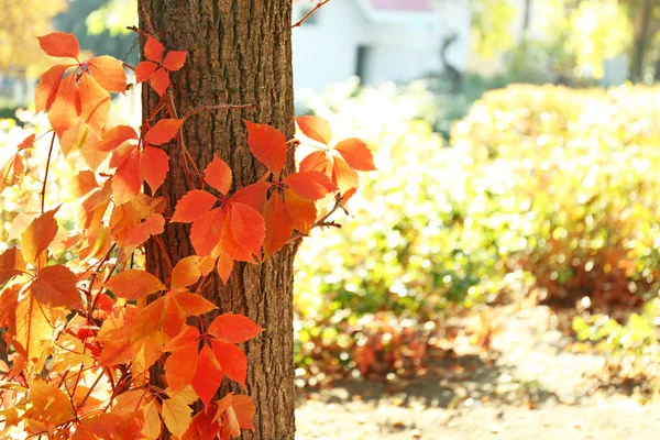 Tree yakınındaki parlak yaprakları ile güneşli sonbahar gününde asma — Stok fotoğraf