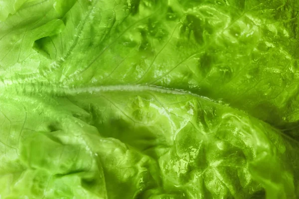 Listový čerstvý zelený salát, closeup — Stock fotografie