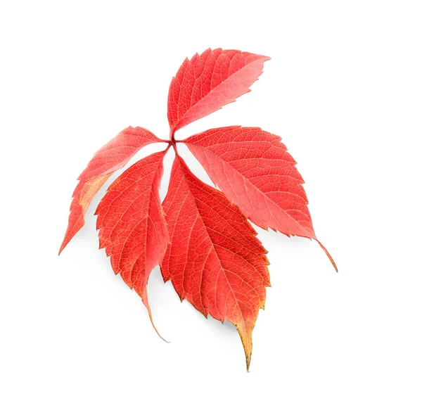 Belas folhas de outono coloridas no fundo branco — Fotografia de Stock