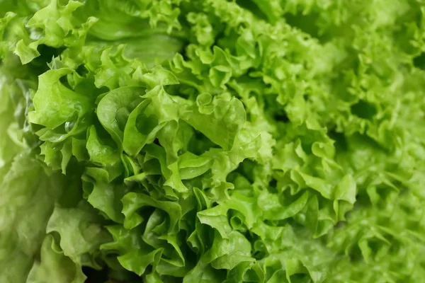 Hojas de ensalada verde fresca, primer plano — Foto de Stock