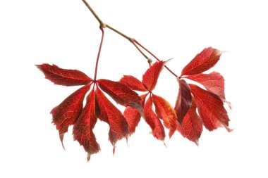 Beyaz arka plan üzerinde güzel renkli sonbahar yaprakları