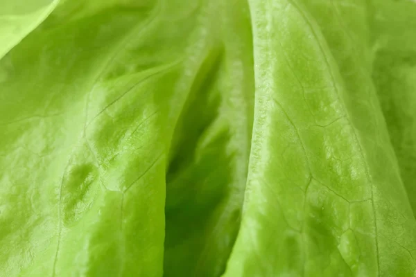 Leaf of fresh green salad, closeup — Stock Photo, Image