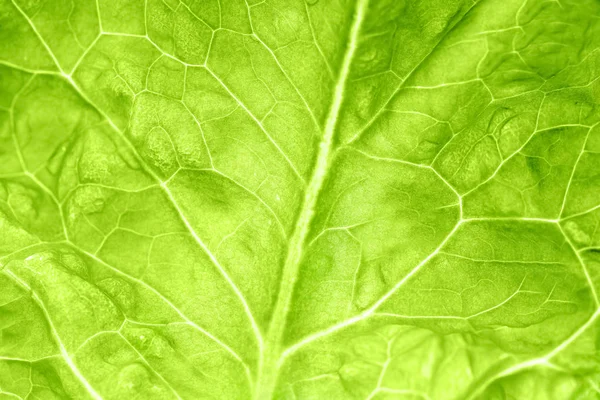 Лист свежего зеленого салата, крупным планом — стоковое фото