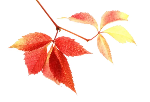 Belle foglie autunnali colorate su sfondo bianco — Foto Stock