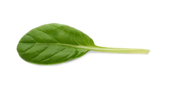 Hoja de ensalada verde fresca sobre fondo blanco —  Fotos de Stock
