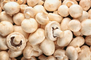 Taze champignon mantar, yakın çekim