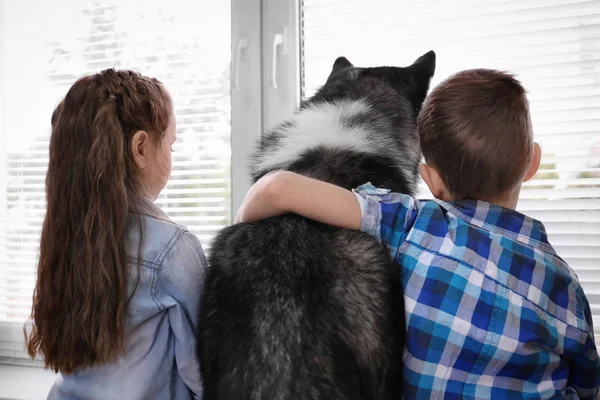 Petits enfants mignons avec chien Husky près de la fenêtre à la maison — Photo