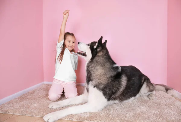 Cute little girl playing with Husky dog at home — Stock Photo, Image