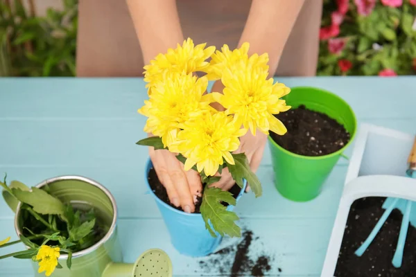 Donna piantare fiori in vaso sul tavolo di legno — Foto Stock