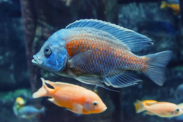 Exotische Fische im Aquarium — Stockfoto