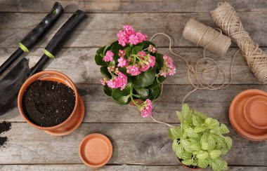 Saksı bitkiler ve ahşap masa üzerinde Bahçe aletleri