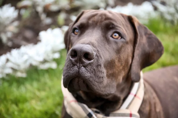 Cão de raça pura bonito — Fotografia de Stock