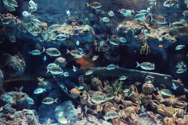 Eksotiske fisker i akvarium – stockfoto