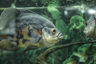 akvaryum tatlı su balıkları