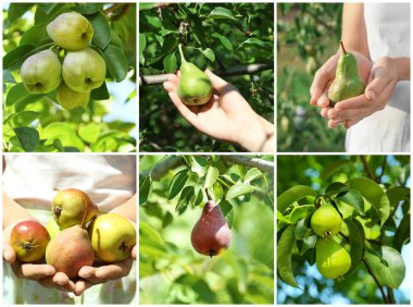 Armut Ağacı ve Bahçe kadın ile kolaj