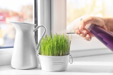 Pencere kenarında buğday çimen püskürtme kadın