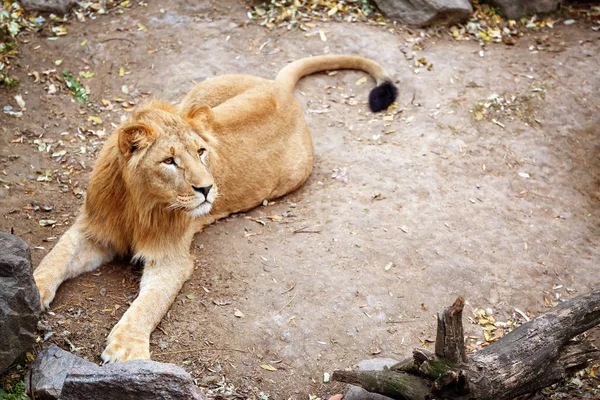 Young lion in zoological garden