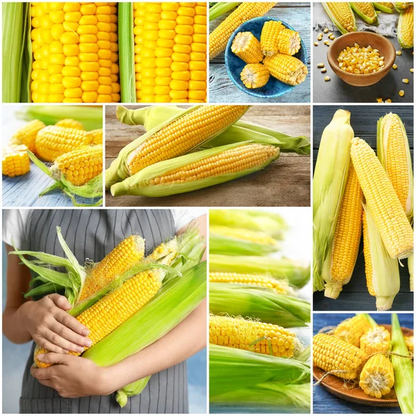 Collage con mazorcas de maíz deliciosas frescas — Foto de Stock