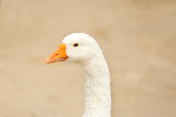 Cute white goose on blurred background, closeup — Stock Photo, Image