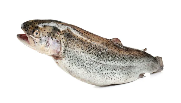 Rainbow trout on white background — Stock Photo, Image