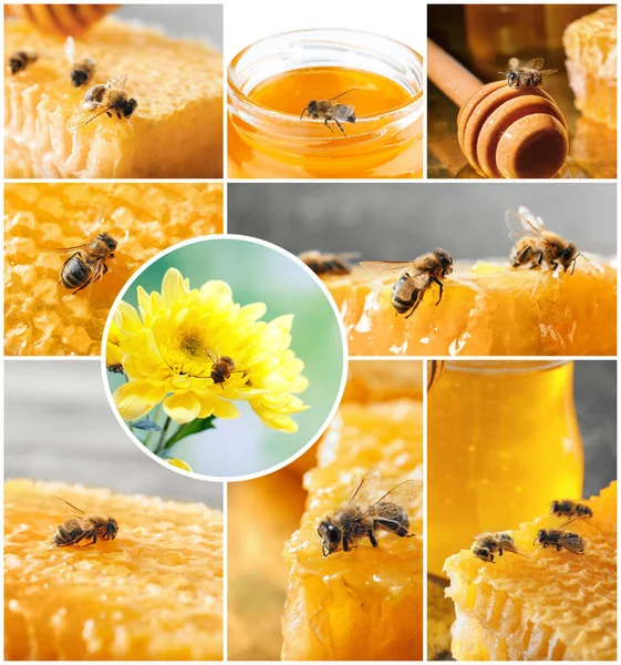 Collage con abejas melíferas ocupadas — Foto de Stock