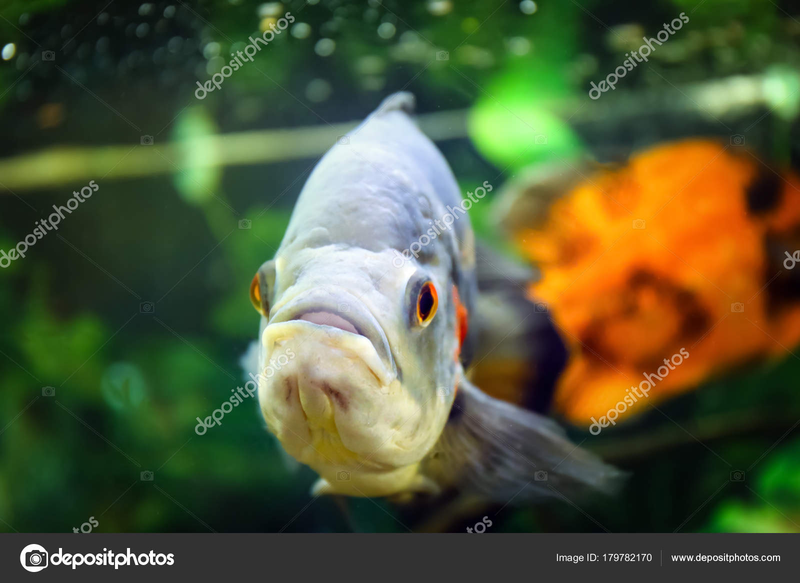 Poissons Deau Douce En Aquarium Photographie Belchonock