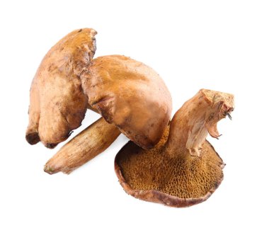 Beyaz arka plan üzerinde taze tereyağı mantar