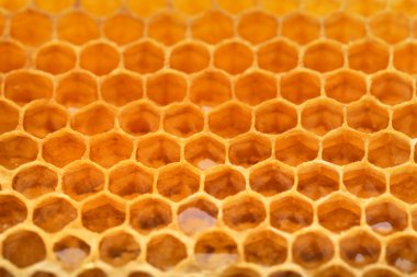 Arka plan, closeup olarak taze tatlı peteğin