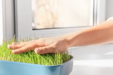 Buğday çim fidesi dikkat kadın