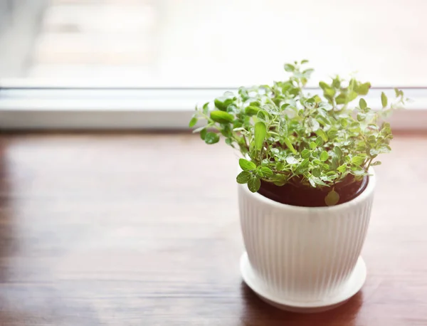 Planten in pot op de vensterbank — Stockfoto