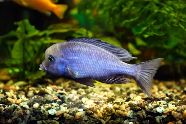 Peixes de água doce no aquário — Fotografia de Stock