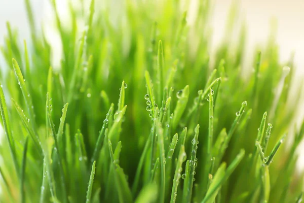 Herbe Blé Frais Avec Gouttes Eau Gros Plan — Photo