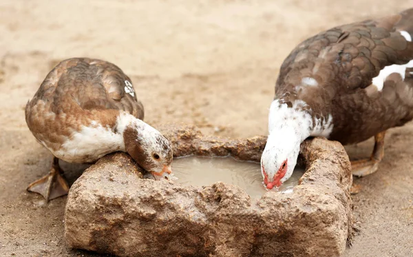 귀여운 muscovy 오리가 금 야드에 식 수 — 스톡 사진