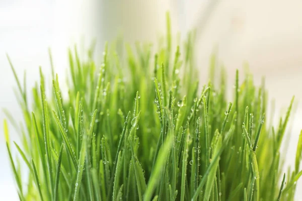 Hierba Trigo Fresca Con Gotas Agua Primer Plano — Foto de Stock