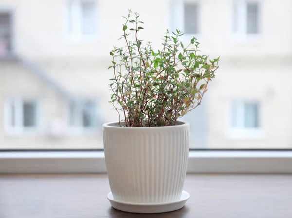 窓枠に鍋に植物します。 — ストック写真