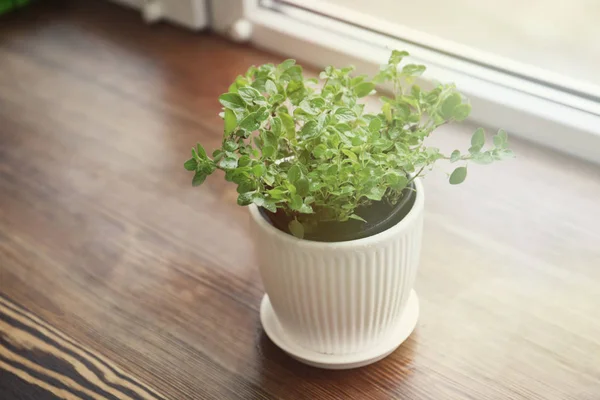 Plant in pot on window sill — Stock Photo, Image