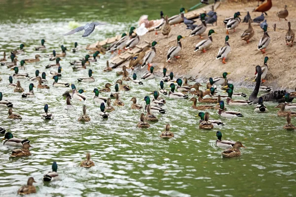 Niedliche Enten schwimmen im Teich — Stockfoto