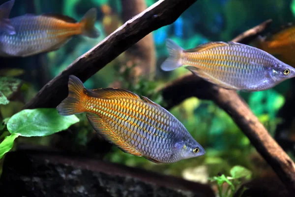 Peixes de água doce no aquário — Fotografia de Stock