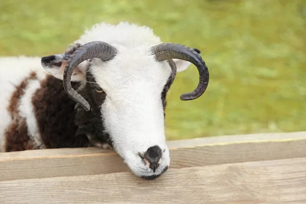 Cute Jacob sheep in enclosure, closeup — Stock Photo, Image