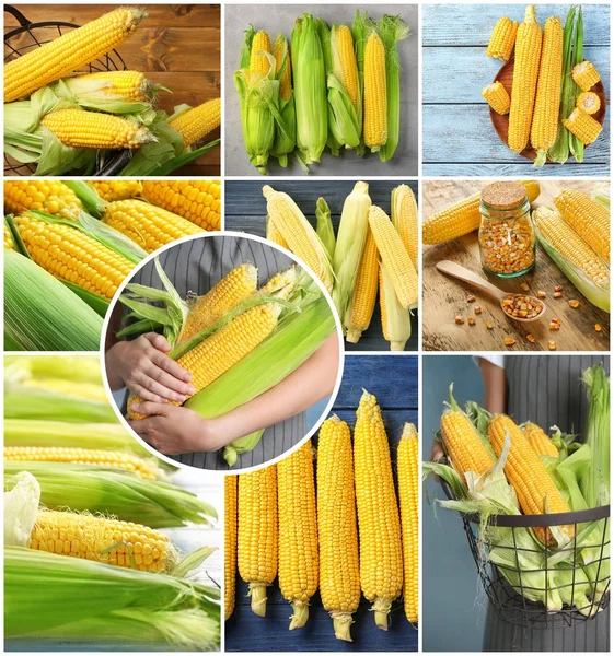 Коллаж со свежими кукурузными початками — стоковое фото