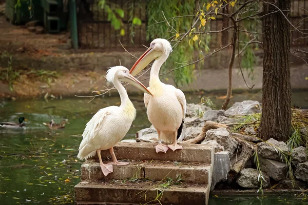 Cute pelicans in zoological garden