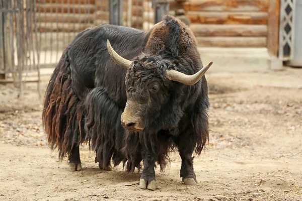 Carino yak nel giardino zoologico — Foto Stock