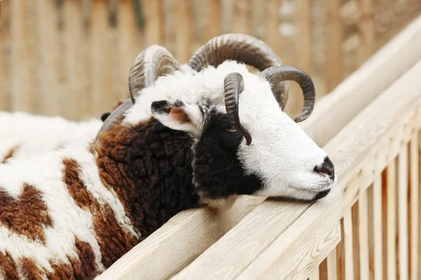 Bonito Jacob ovelhas em recinto — Fotografia de Stock