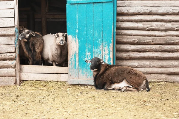 Cute sheep in farm yard — Stock Photo, Image