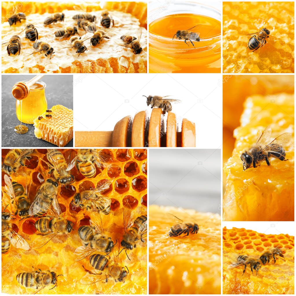 Collage with busy honey bees