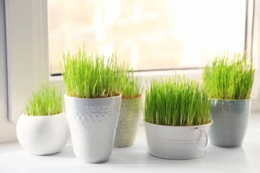 Tencere buğday çim üzerinde pencere ile