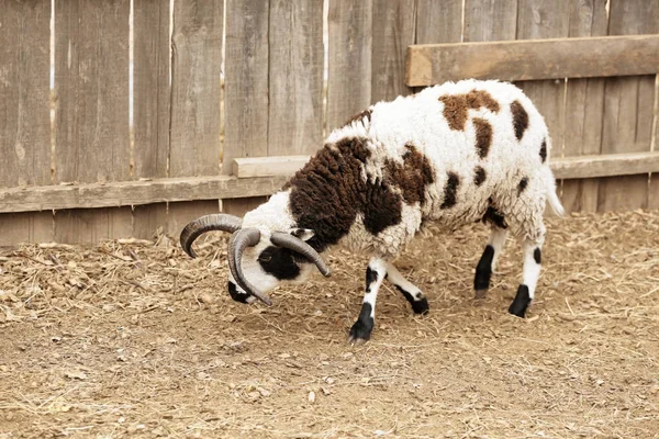 Cute owiec Jacob w farmie — Zdjęcie stockowe