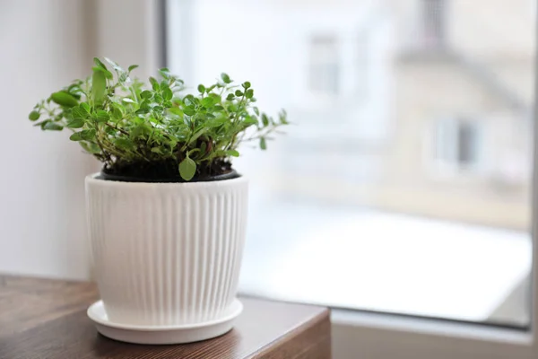 Plant in pot on window sill — Stock Photo, Image