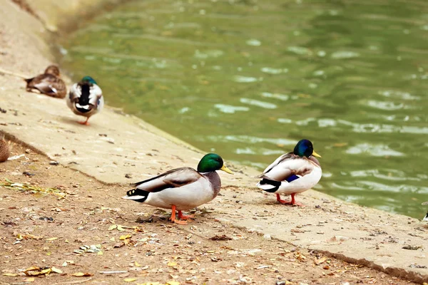 Söta ankor i Zoologisk trädgård — Stockfoto