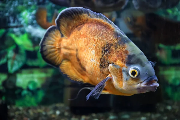 Édesvízi halak az akváriumban — Stock Fotó